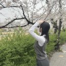 모충초교 | 2024.04월 🌸 벚꽃의 꽃말은 중간고사… 🌸