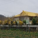 선도수선화 이미지