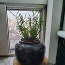 석곡 이미지