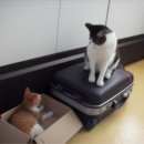 하룻고양이
