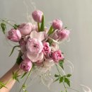 솜브 | [W.15] 가성비 플라워디렉팅 솜브 계약 후기 - 부겐빌리아 (짝꿍코드 O)