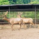 자연사슴농장 이미지