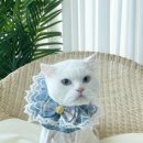 조아하멍