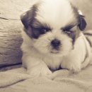 물방아삼계탕 이미지