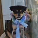 빠몽(PAWMONG) 이미지