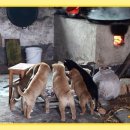 풍성생갈치집 이미지