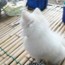 어치교 이미지