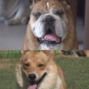 레오하우스 이미지