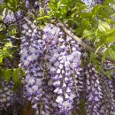 대마초등학교 이미지