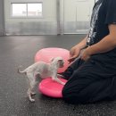 올 마스터 독 이미지