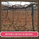 【함안부동산 】 함안칠북 계곡하천을 접한 함안과수원 3500평 매매 【창녕부동산 】 창녕땅 이미지