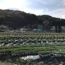 맑은샘농장 이미지