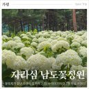 청곡초등학교 건너편 교통섬 | 가평 자라섬 꽃축제가 끝난 자리에도 수국이 가득, 7월 여행지 남도꽃정원