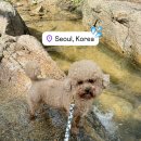 고인걸애견미용샾 | 서촌 가볼만한곳 서울 계곡 수성동계곡 웨스트빌리지 카페