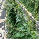 와룡농장 이미지