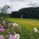 소양계곡낚시터 이미지