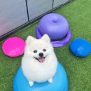 놀러오개 애견유치원 애견호텔 기흥점 이미지