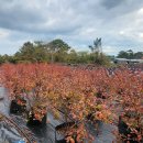 경미농장 이미지