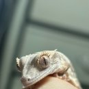 깜크