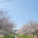 성북2리경로당 | 당진 벚꽃 명소 순성 벚꽃길 개화는 이번 주까지~~늦은 벚꽃