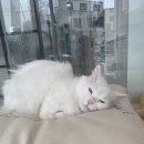 효원동물병원 이미지