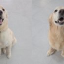 남매축산 이미지