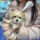 강아지분양 고양이분양 컴투펫 원주점 | 원주강아지분양, 나에게 딱 맞는 반려견 찾는 꿀팁!