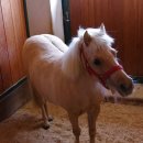 포니랜드 이미지