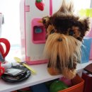 퍼니 인형샵 이미지