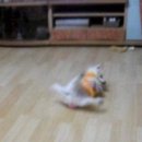 돼지보쓰 이미지