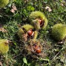 아산4호 이미지