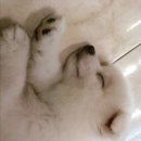 복슬 강아지 이미지