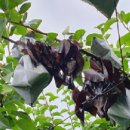 보령시농업기술센터 이미지