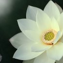 연꽃 이미지