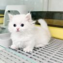 네발하우스 고양이전문 마포점 | 새로운 가족을 소개합니다. 먼치킨 나폴레옹!!