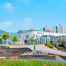 증평대교 앞 | 충북 가볼만한곳 증평 보강천 미루나무숲 꽃밭