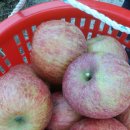 아름사과공원 이미지