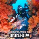 백곰스쿠버;백곰수중다이브센터 | 제주도 스쿠버다이빙 야야다이브 섶섬 펀다이빙 후기 인생사진