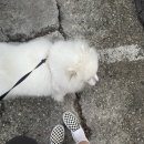 타요펫 모빌리티 이미지