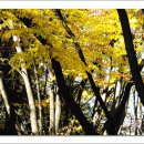 매헌초등학교 이미지