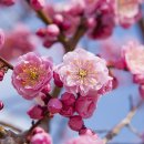 매실사랑펜션 이미지