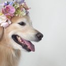 오팔농장 이미지