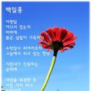 백일홍 ~ 詩 이미지