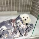 이솜 동물병원 이미지