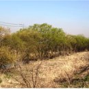 황구지천 이미지