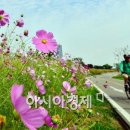 코스모스포토