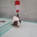 개린이집 강아지분양 고양이분양 전주본점 이미지