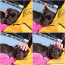 서진철물 | 유기견 봉사활동 후기, 언양 쌤프레 반려동물협동조합
