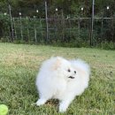 다독 | 700평 잔디밭부터 강아지 욕실까지🐶 강아지를 위한 펜션, 청도 스테이다독 후기