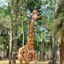 지개동산 | 다낭 가족여행 숙소 패키지 경비 추천 코스